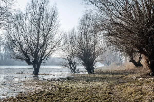 Panoramic View Danube River Delta Winter — 스톡 사진