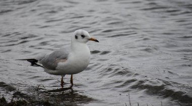 Danube river delta in winter. A view of a river gull on the frozen shore of the Danube river delta in winter, covered with snow and ice.