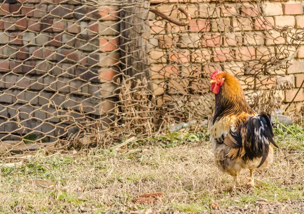 Roosters Chickens Henhouse Place Chicken Most Common Poultry Farms Home — ストック写真