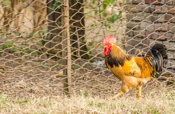 Roosters Chickens Henhouse Place Chicken Most Common Poultry Farms Home — Zdjęcie stockowe