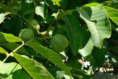 Green unripe walnuts hang on a branch. Green leaves and unripe walnut. Fruits of a walnut.