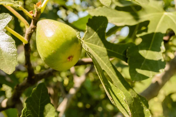 Fig Branch Leaves Ripe Fruit Ripe Fig Fruit Tree Canopy — Foto de Stock