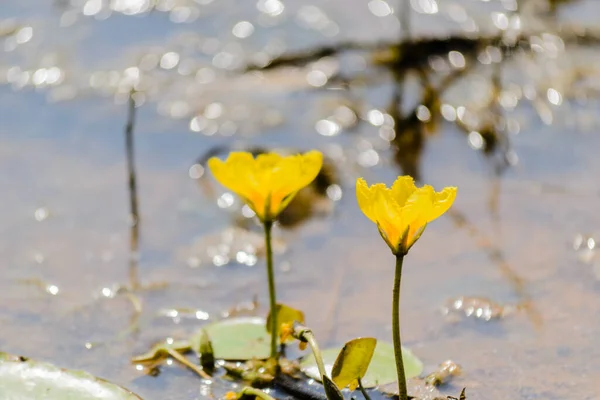 Yellow Water Lilies Water Shore Lake Yellow Water Lilies Water — 스톡 사진
