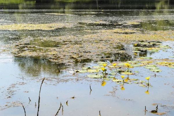 Yellow Water Lilies Water Shore Lake Yellow Water Lilies Water — Photo