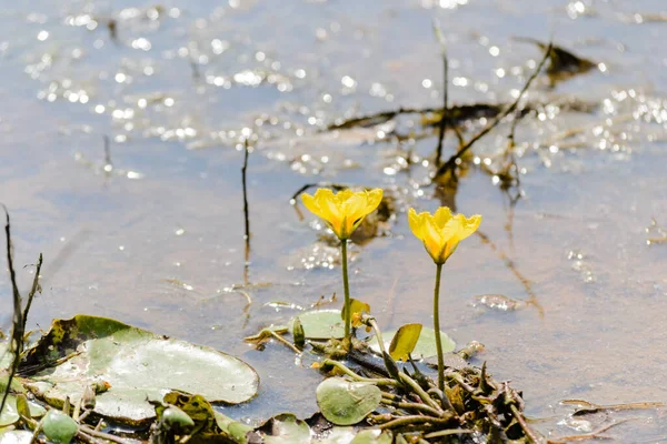 Yellow Water Lilies Water Shore Lake Yellow Water Lilies Water — Stockfoto