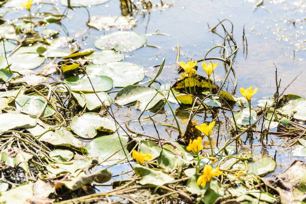 Yellow Water Lilies in the water near the shore of the lake. Yellow Water Lilies in the water near the shore of the lake bathed in the afternoon sun.