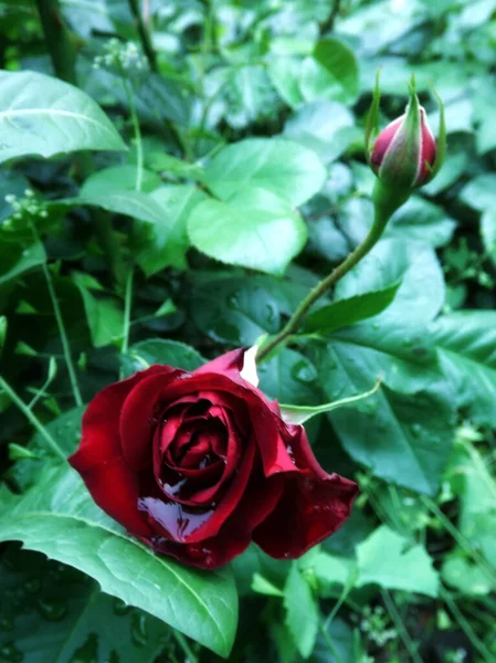 Closeup Photo Beautiful Red Rose Flower — стоковое фото