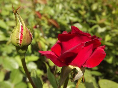 A red rose bud in a spring garden, lit by the sun.