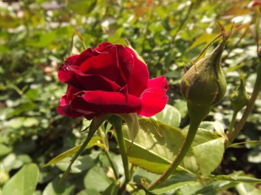 A red rose bud in a spring garden, lit by the sun.