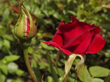 A red rose bud in a spring garden, lit by the sun.