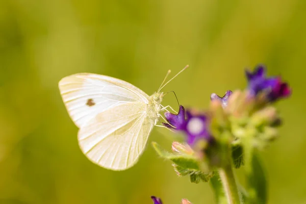 Col Mariposa Blanca Una Flor Prado Púrpura — Foto de Stock