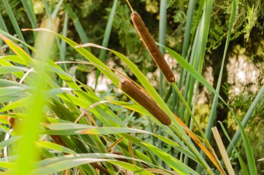 Typha angustifolia growing in the pond on summer sunny day.