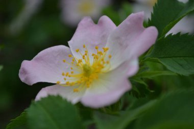Wild rose flower bloom.The flowers have pale pink or white corollas and green sepals and can be solitary or clustered.