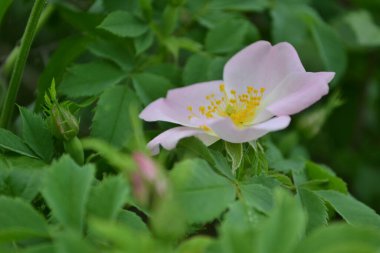 Wild rose flower bloom.The flowers have pale pink or white corollas and green sepals and can be solitary or clustered.