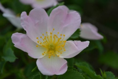 Wild rose flower bloom.The flowers have pale pink or white corollas and green sepals and can be solitary or clustered.