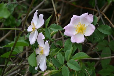 Wild rose flower bloom.The flowers have pale pink or white corollas and green sepals and can be solitary or clustered.