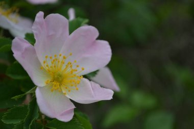 Wild rose flower bloom.The flowers have pale pink or white corollas and green sepals and can be solitary or clustered.