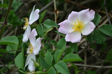 Wild rose flower bloom.The flowers have pale pink or white corollas and green sepals and can be solitary or clustered.