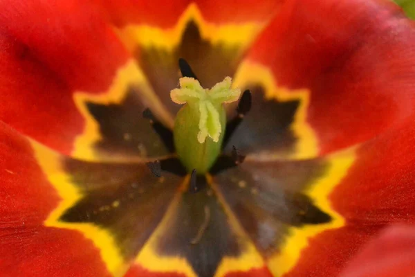 Interno Fiore Tulipano Rosso Vicino — Foto Stock