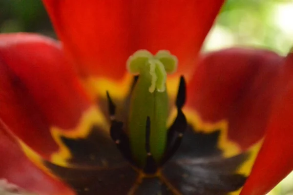 Interior Una Flor Tulipán Rojo Cerca — Foto de Stock