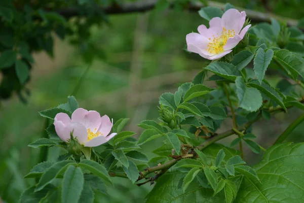 Wild Rose Flower Bloom Flowers Have Pale Pink White Corollas — Stock fotografie