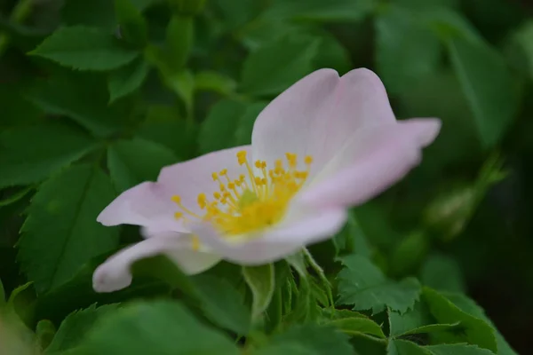 Wild Rose Flower Bloom Flowers Have Pale Pink White Corollas — Photo