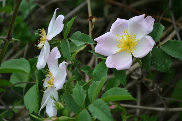 Wild Rose Flower Bloom Flowers Have Pale Pink White Corollas — Stockfoto