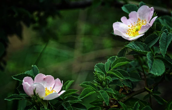 Wild Rose Flower Bloom Flowers Have Pale Pink White Corollas — Photo