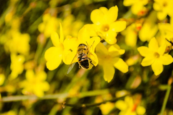 Bees Collecting Honey Tiny Yellow Flowers Winter Jasmine Jasminum Nudiflorum — Stockfoto