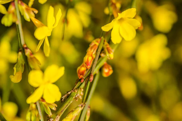 Winter Jasmijn Jasminum Nudiflorum Bladverliezende Struik Met Gele Bloemen Het — Stockfoto