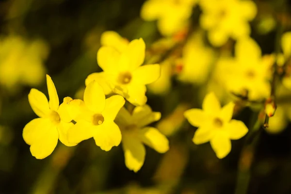 Χειμώνα Γιασεμί Γιασεμι Nudiflorum Φυλλοβόλο Θάμνο Κίτρινα Λουλούδια Ανθίζουν Νωρίς — Φωτογραφία Αρχείου