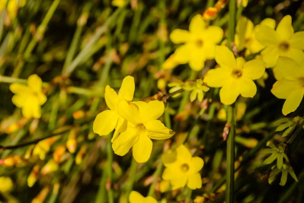 Χειμώνα Γιασεμί Γιασεμι Nudiflorum Φυλλοβόλο Θάμνο Κίτρινα Λουλούδια Ανθίζουν Νωρίς — Φωτογραφία Αρχείου