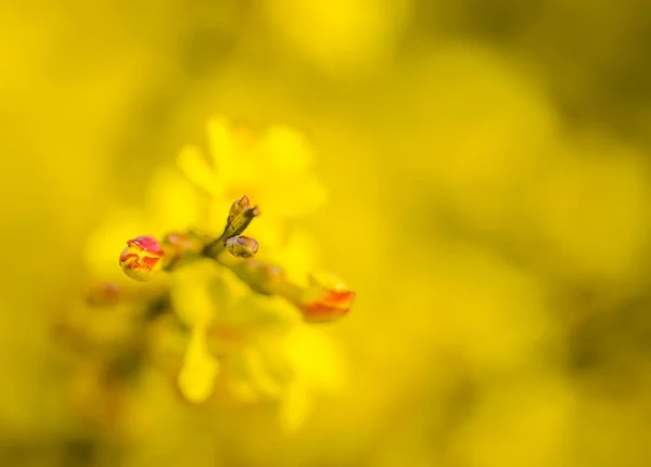 Jaśmin Zimowy Lub Jasminum Nudiflorum Zrzucający Liście Krzew Kwitnący Żółte — Zdjęcie stockowe