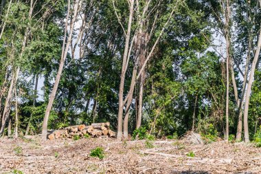 Temiz ormanın manzarası. Kesik kavak gövdelerinin yakın görüntüsü, planlanan orman temizliği..