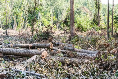 Temiz ormanın manzarası. Kesik kavak gövdelerinin yakın görüntüsü, planlanan orman temizliği..