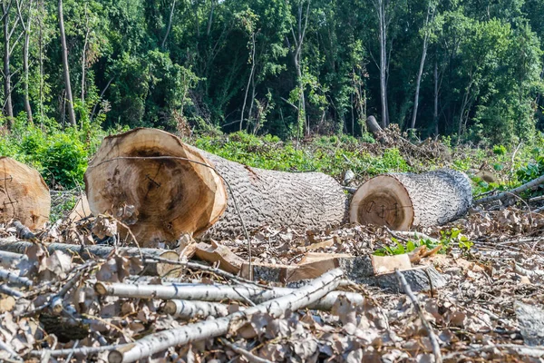 森林被砍伐后的景象 森林砍伐杨树树干的特写 计划的森林砍伐 — 图库照片