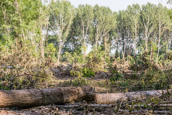 森林被砍伐后的景象 森林砍伐杨树树干的特写 计划的森林砍伐 — 图库照片