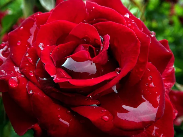 Red Rose Full Bloom Dark Red Rose Drops Water — Photo