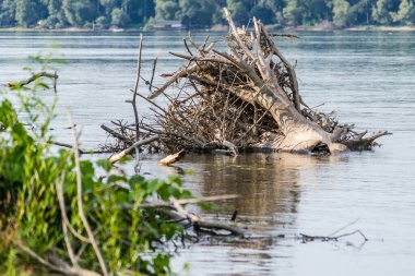 A panoramic view of the bank of the Danube river. A view of the bank of the Danube river and the root of a tree sticking out of the water.