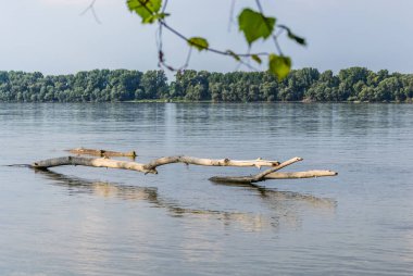 A panoramic view of the bank of the Danube river. A view of the bank of the Danube river and a branch of a tree in the water.
