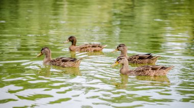 Wild ducks swim in the muddy water of a tributary of the Danube.
