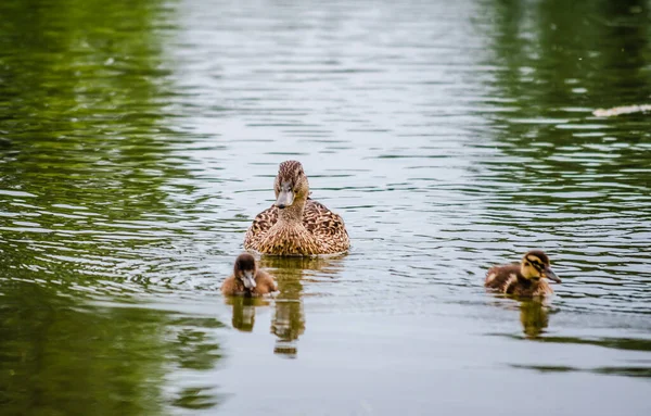 Duck Young Ducks Swims Water Tributary Danube River — Fotografia de Stock