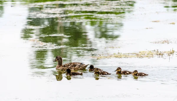 Duck Young Ducks Swims Water Tributary Danube River — Fotografia de Stock