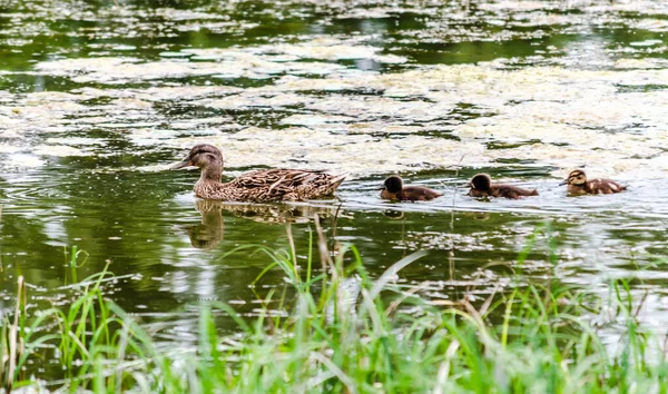 Duck Young Ducks Swims Water Tributary Danube River — Fotografia de Stock