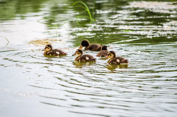 Young Ducklings Swim Water Tributary Danube — Fotografia de Stock