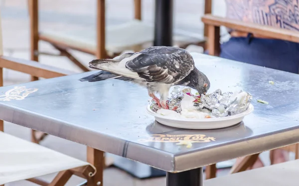 งการ ลาคม 2018 นกพ ราบบนร านอาหารบนโต ะในเพ — ภาพถ่ายสต็อก