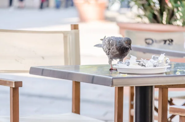 Pecs Hungary October 2018 Pigeons Table Restaurants Pecs — Fotografia de Stock