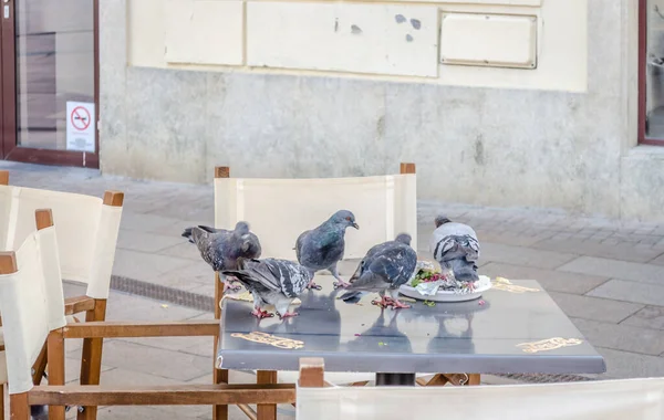 Pecs Hungary October 2018 Pigeons Table Restaurants Pecs — Fotografia de Stock