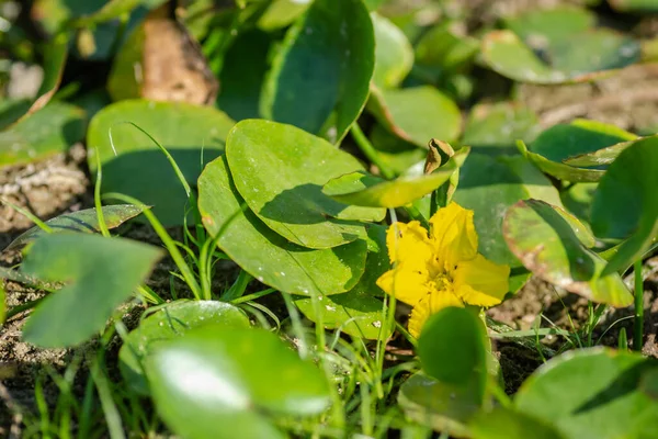 Yellow Water Lily Flowers Grow Water Water Lily Leaves Small —  Fotos de Stock