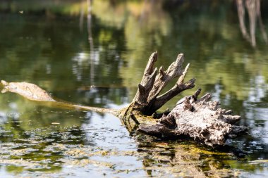 Muddy lake water. A view of a fallen tree in the cloudy water of a lake illuminated by the summer morning sun.